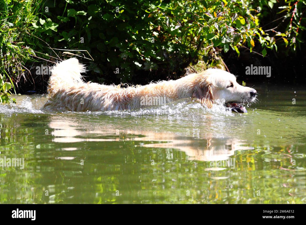 Golden Retriever goes swim Stock Photo - Alamy