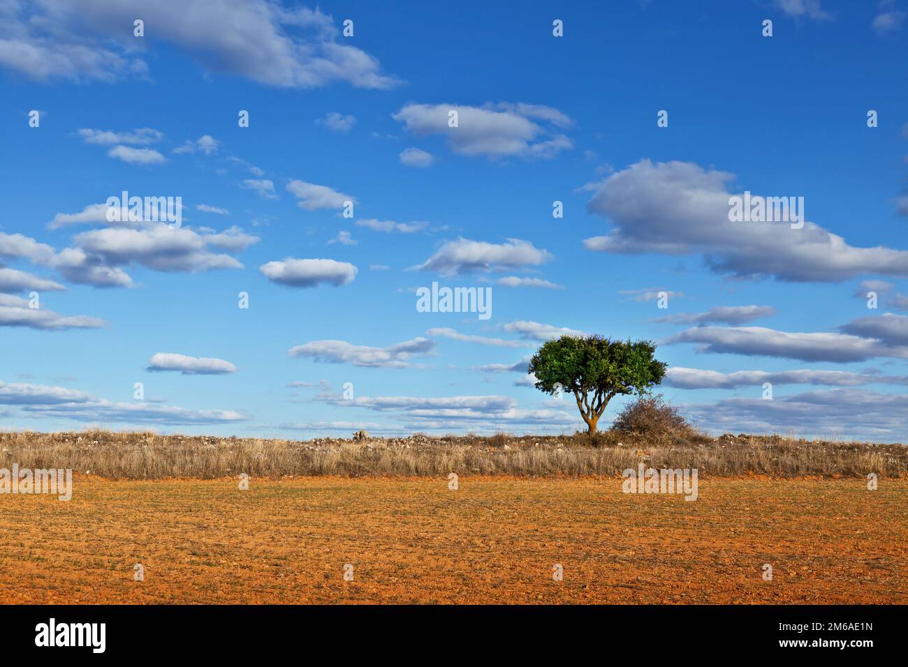 Lonely tree in plain hi-res stock photography and images - Alamy