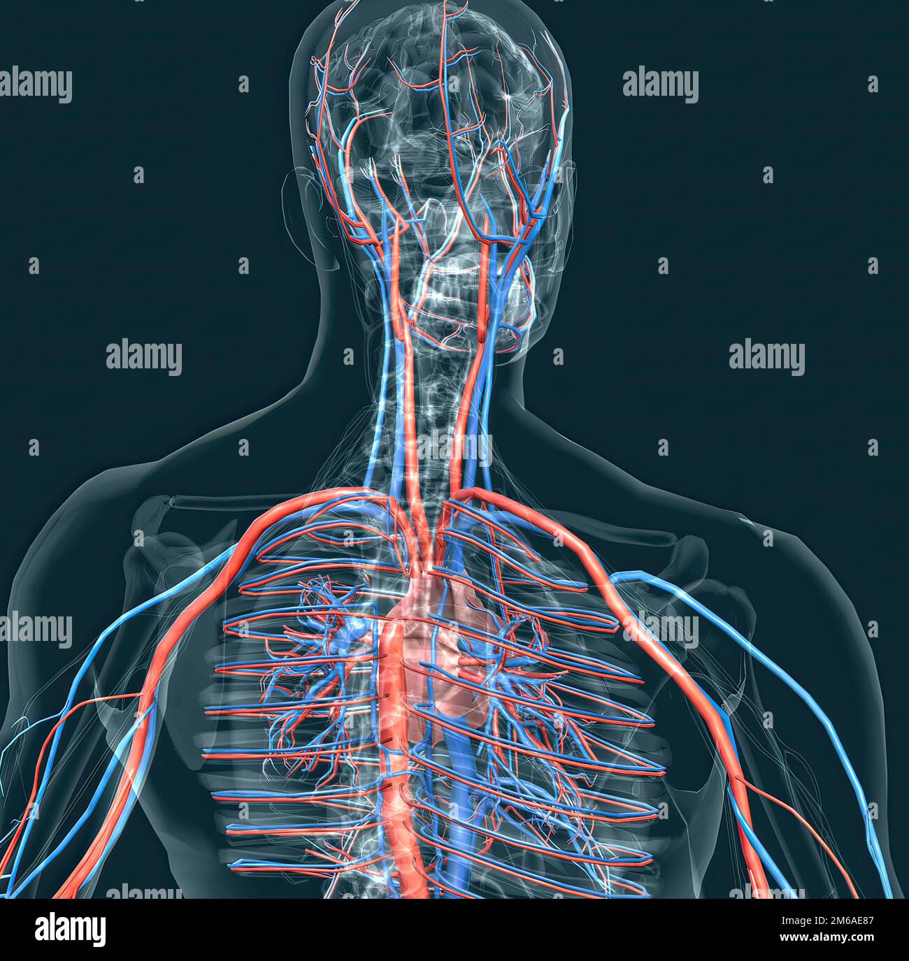 The circulatory system consists of blood vessels that carry blood to the heart. 3d illustration