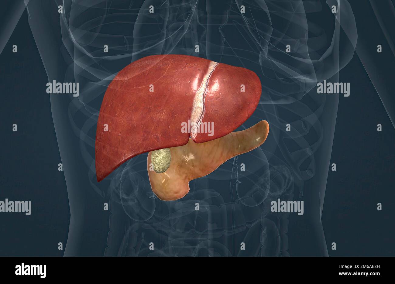 Stores and releases bile hires stock photography and images Alamy