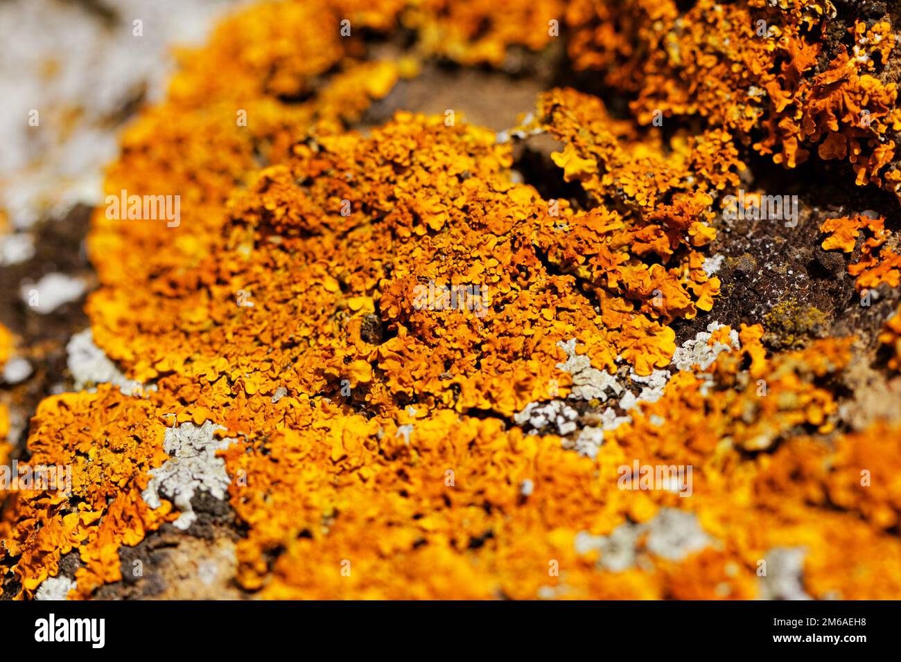 Samantha Cardona yalangoch