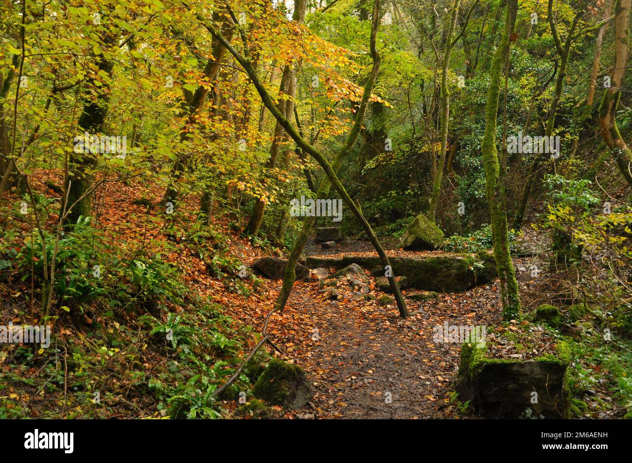 The footpath meanders through an old quarry with the brilliant colours of autumn trees in the valley towards Mells in Somerset.England Stock Photo