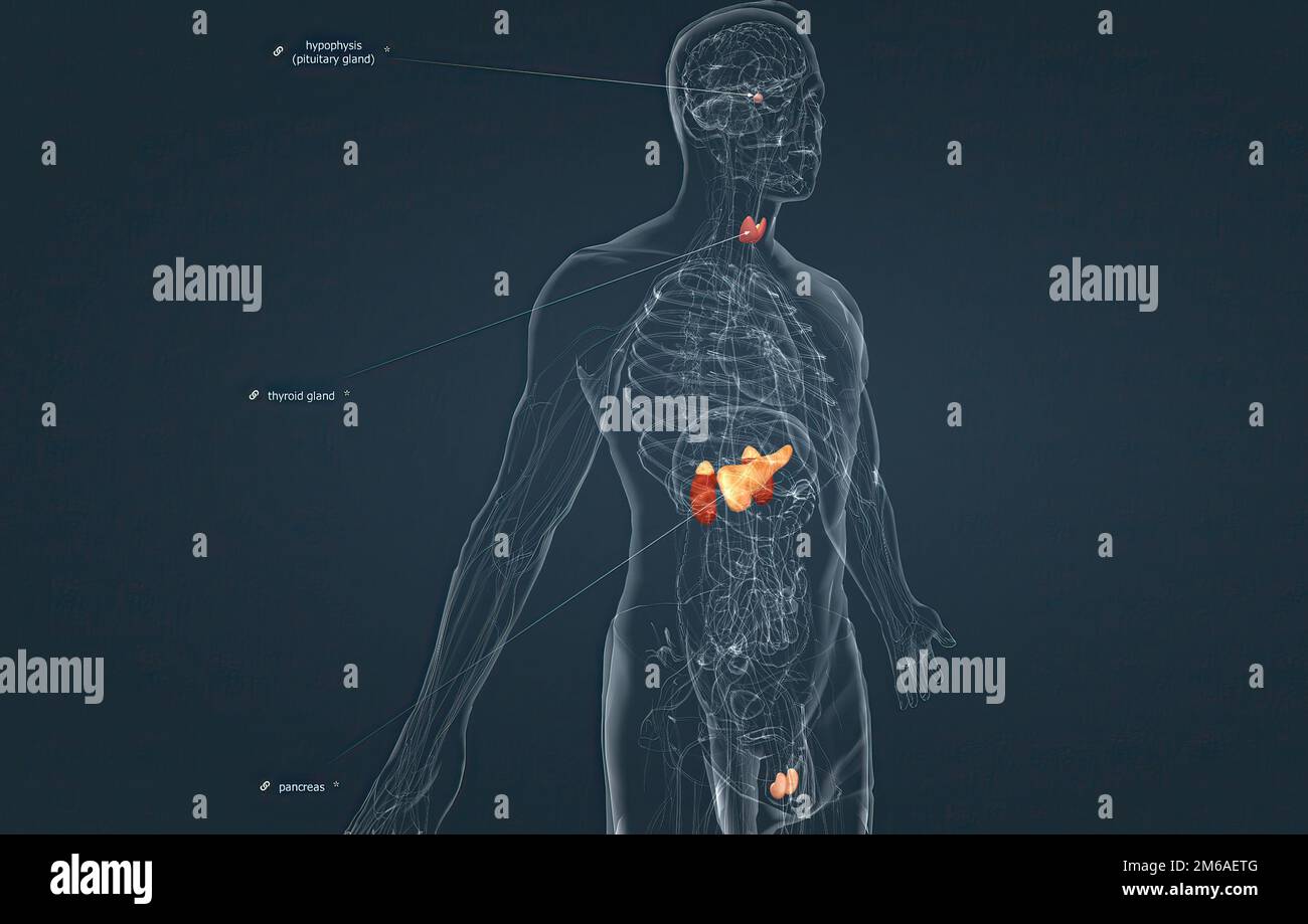 The hormonal system has various glands that release different hormones