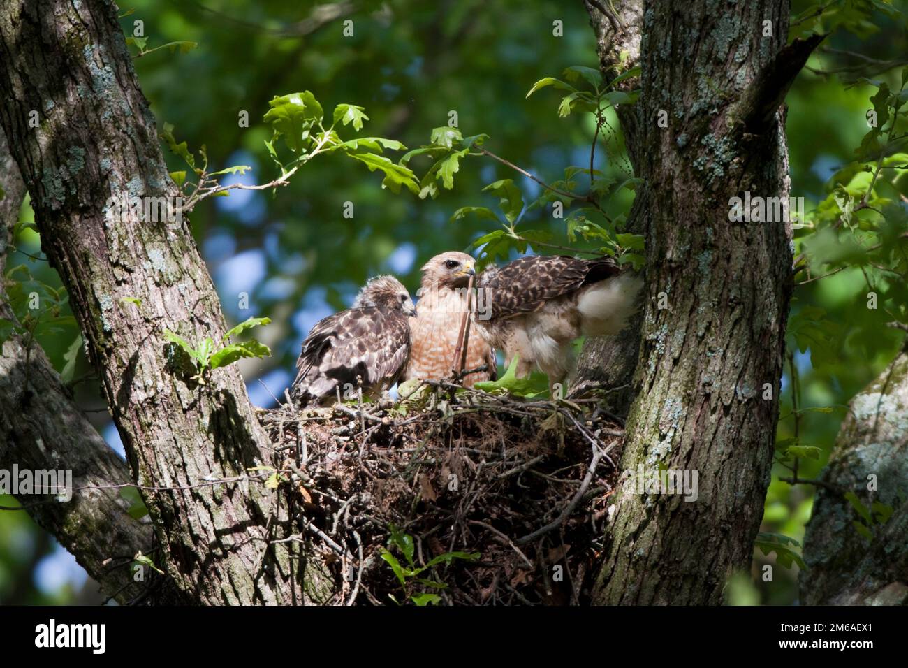 0079400609 Redshouldered Hawks (Buteo lineatus) adult and nestlings