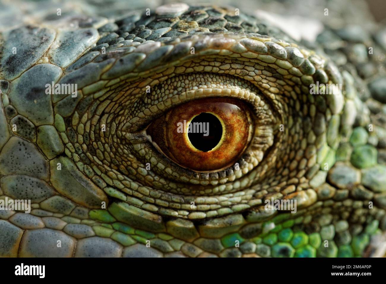 Macro of a fantastic green iguana eye Stock Photo