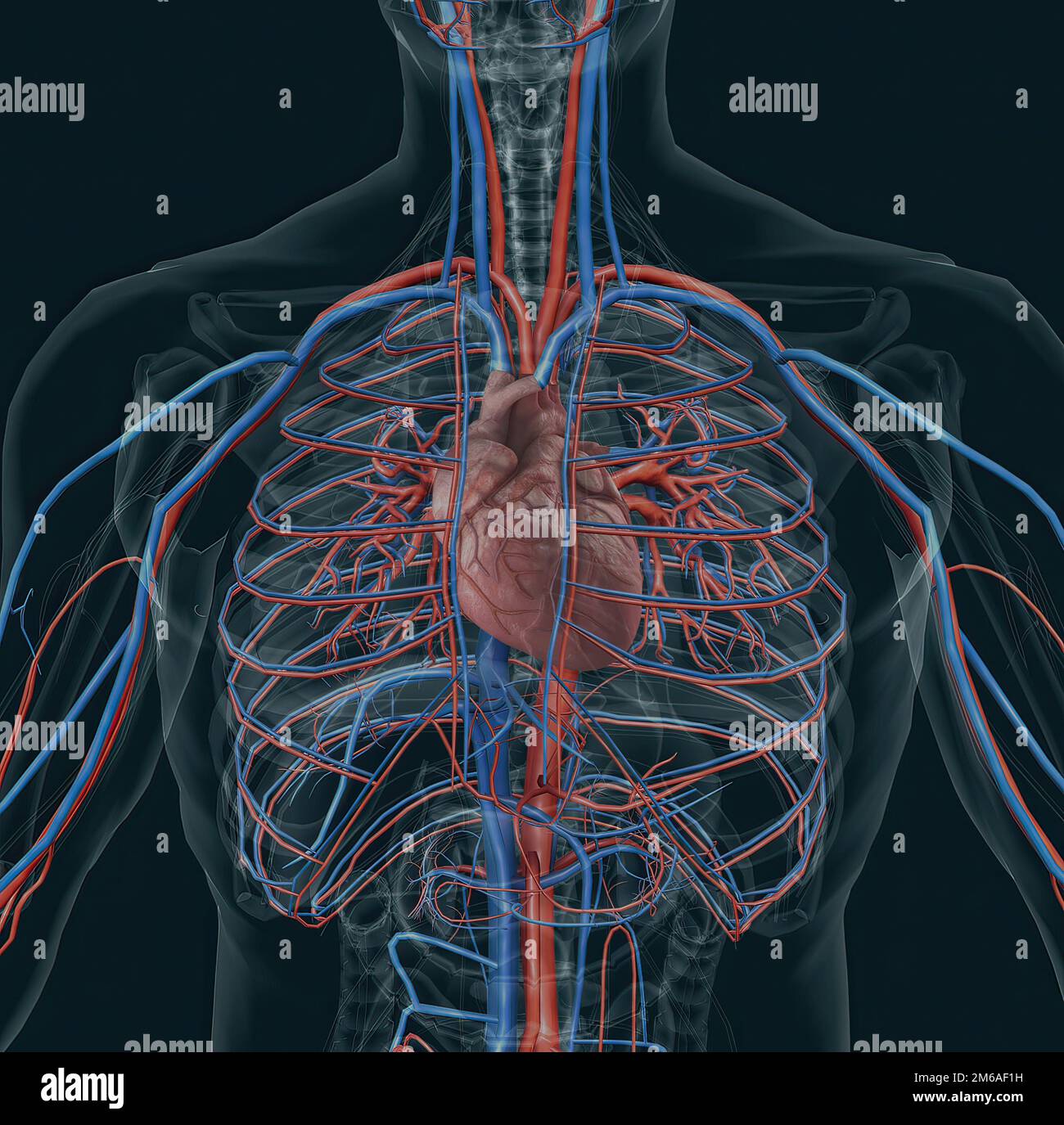 The circulatory system consists of blood vessels that carry blood to