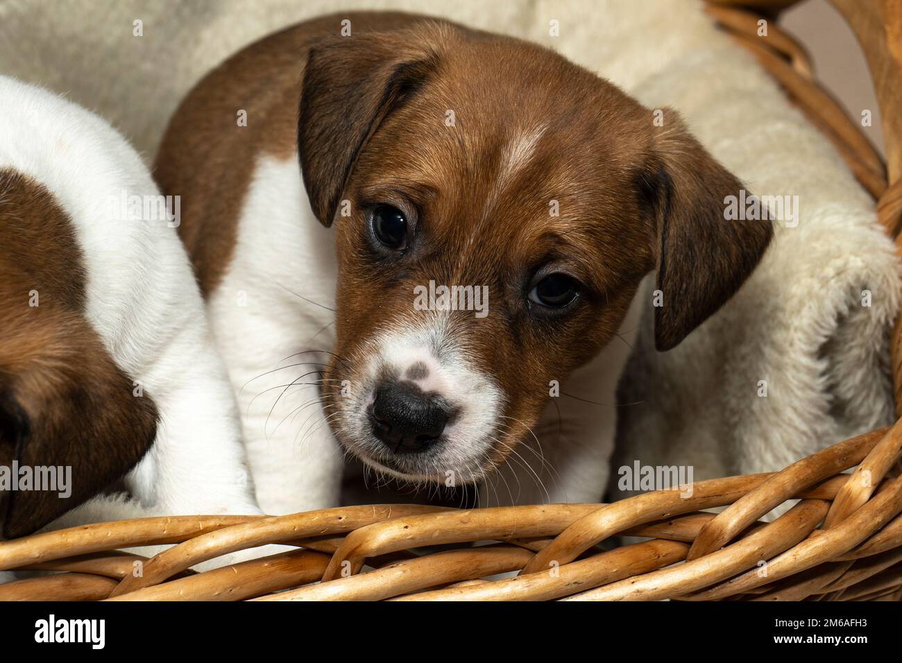 Front view of a cute 6 week old Jack Russell Terrier sitting in a basket Stock Photo