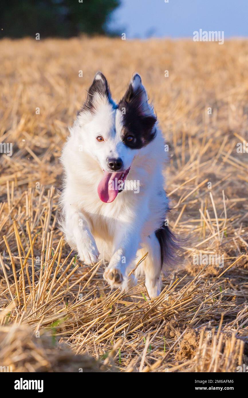 Happy boarder collie hi-res stock photography and images - Alamy