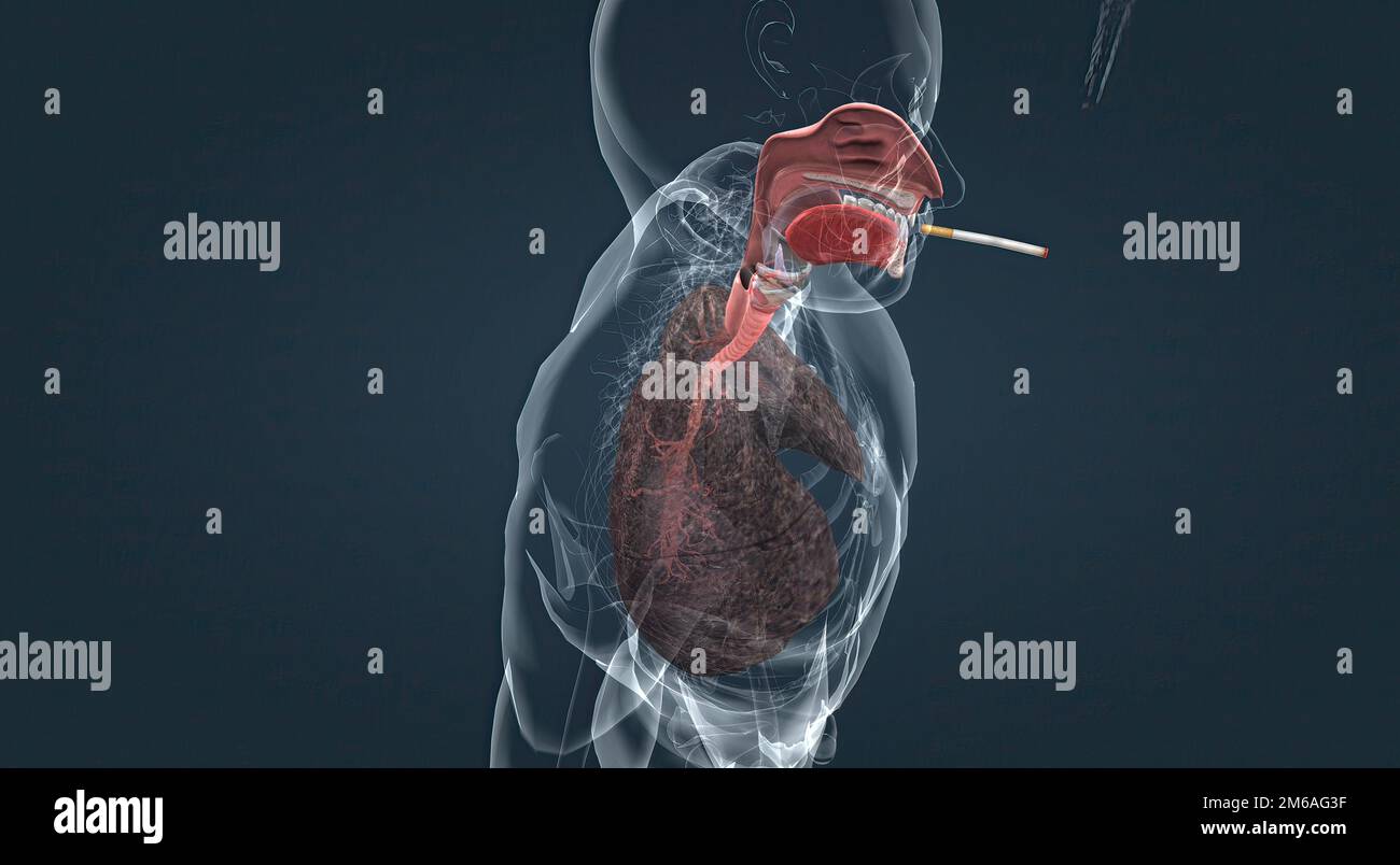 Alveolar sacs hi-res stock photography and images - Alamy