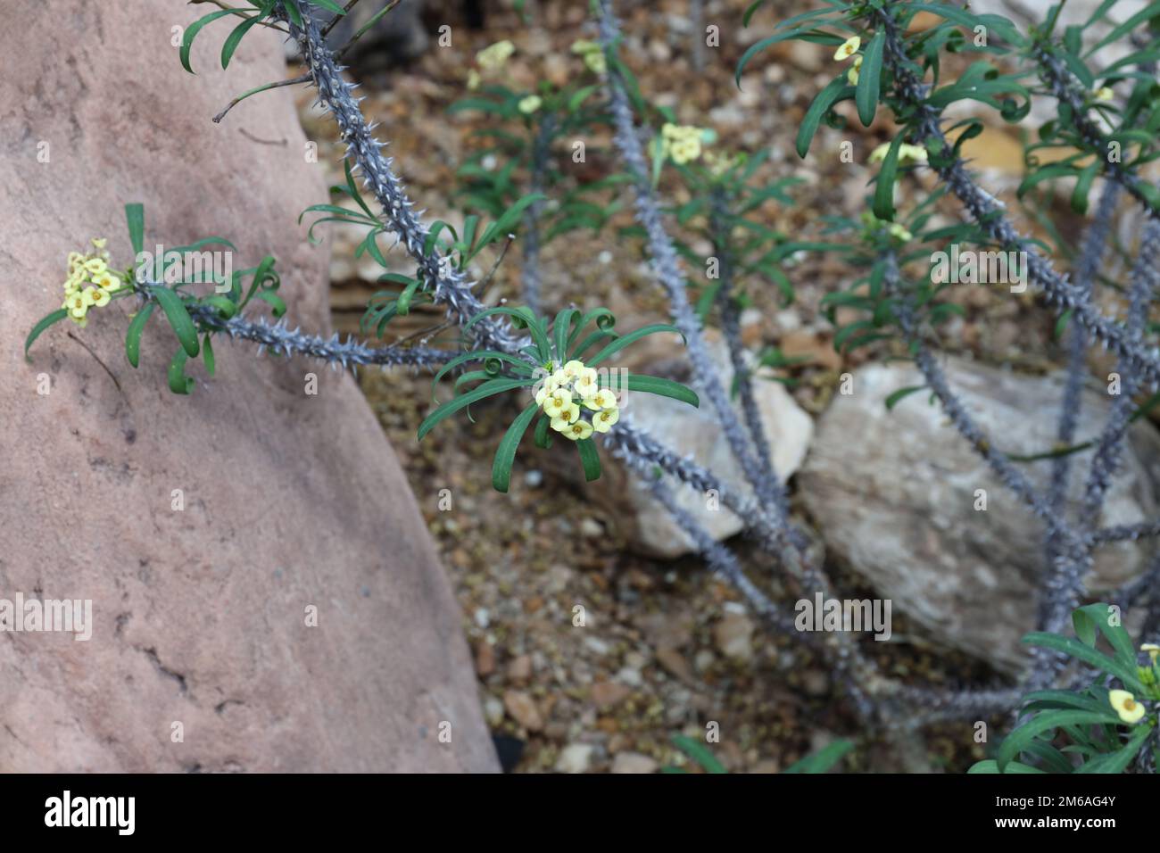 A blooming Yellow Crown of Thorns shrub with small, yellow flowers and