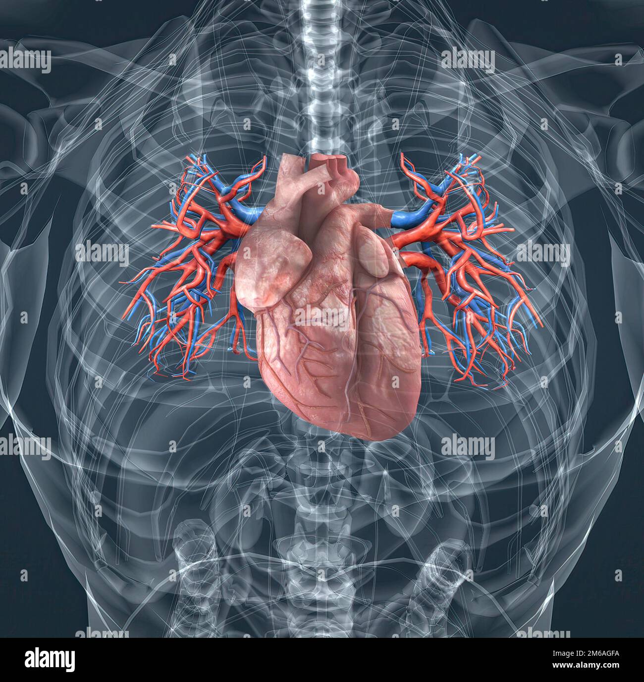 The blood vessels of the pulmonary circulation are the pulmonary