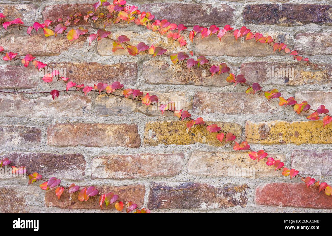 Colourful ivy tendrils on an old brick  wall Stock Photo