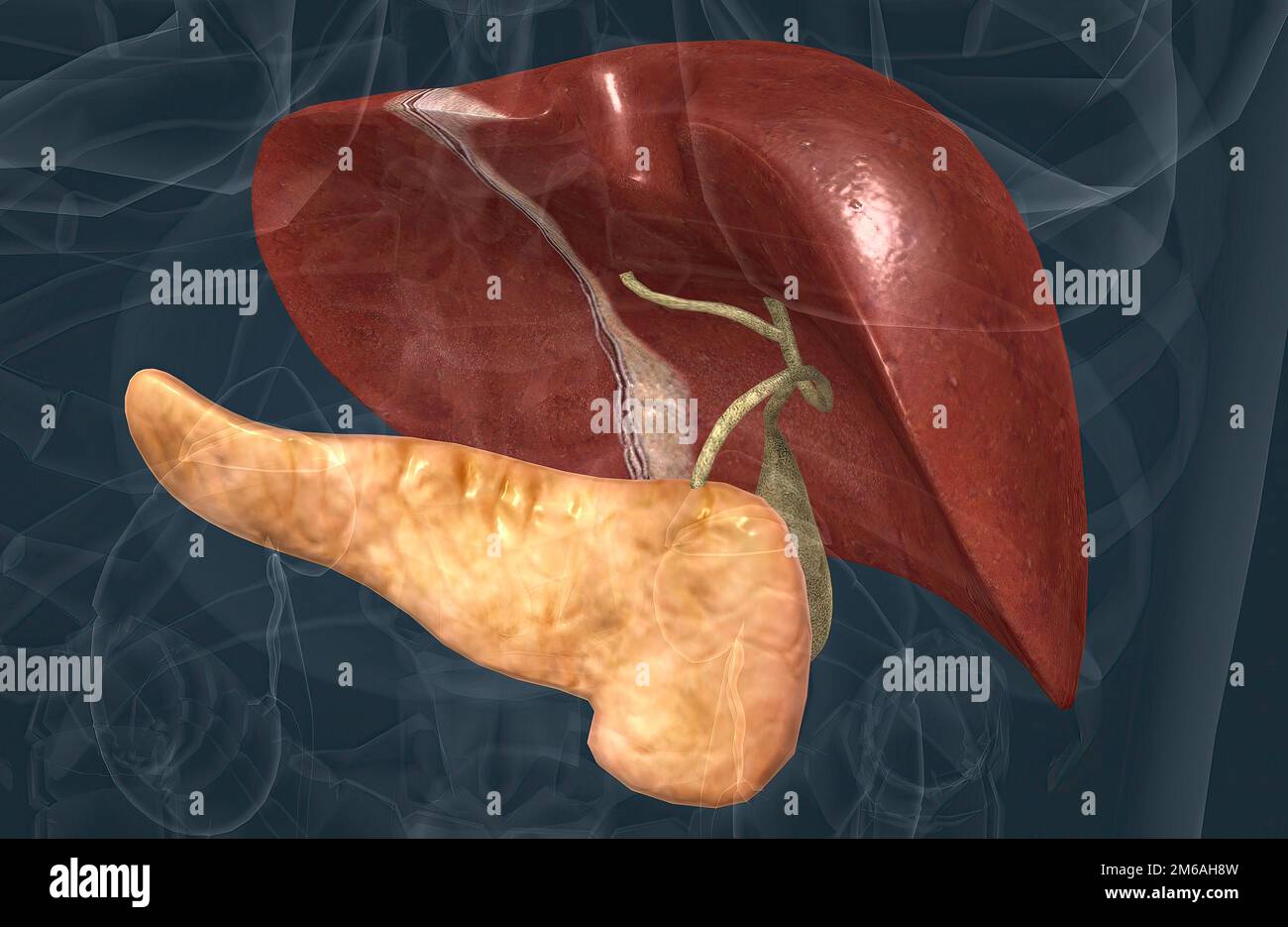 The digestive role of the liver is to produce bile and export it to the