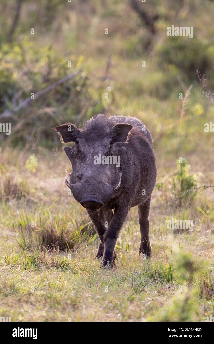 Warthog Stock Photo