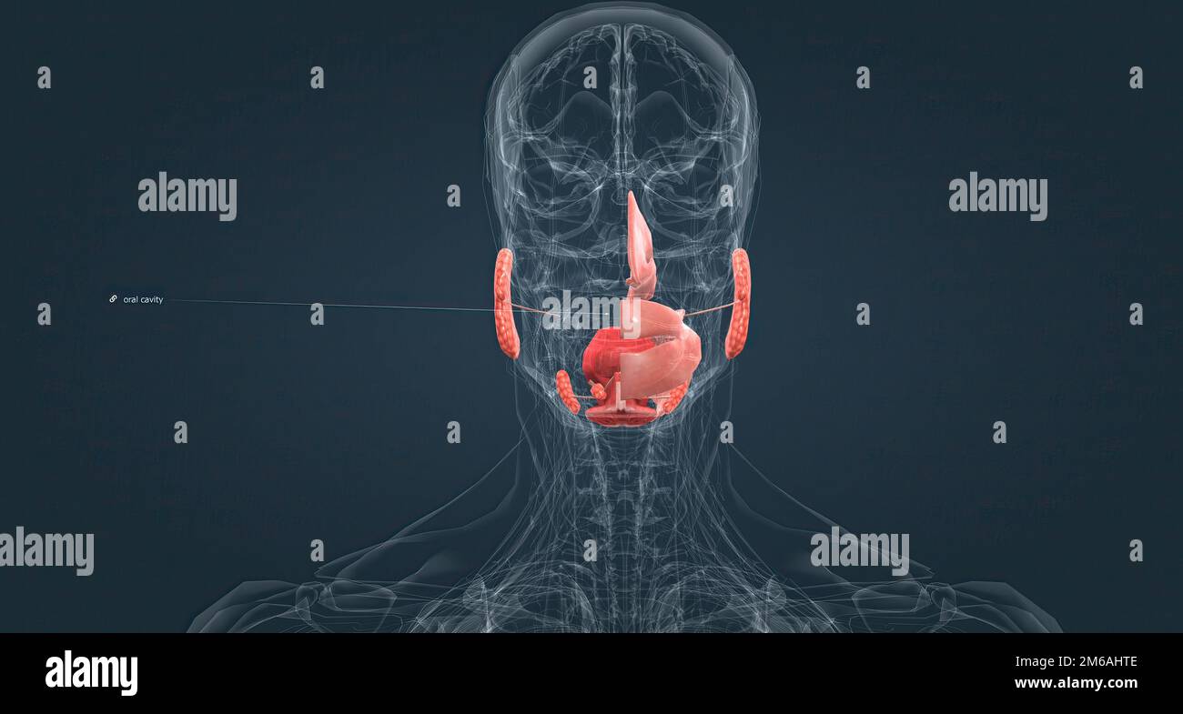 The nasal cavity is a large, airfilled space above and behind the nose
