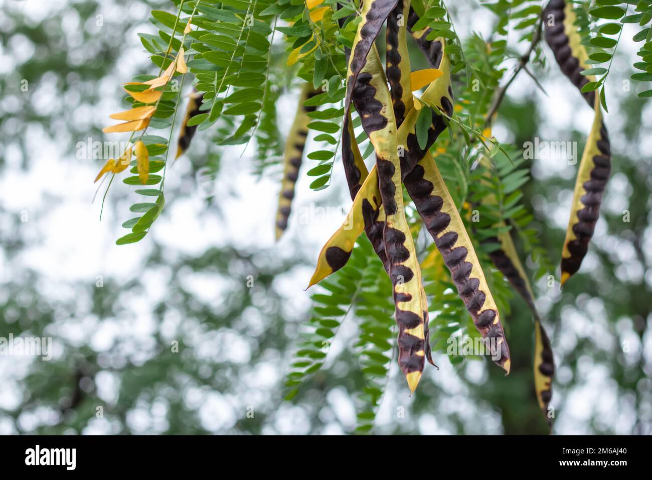 Acacia tree. acacia seed pod on tree in autumn Stock Photo