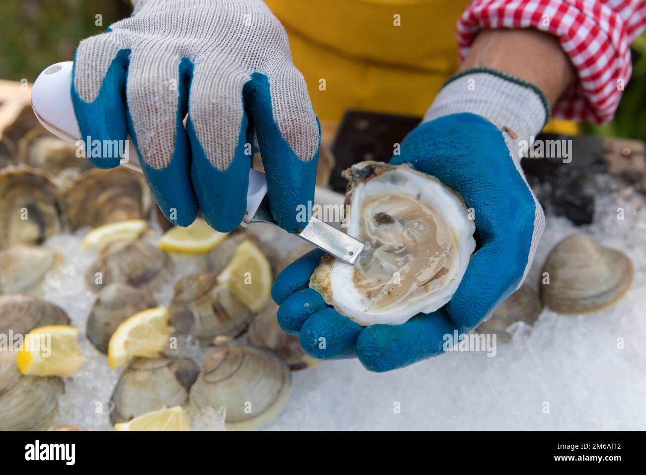 Oyster Shucking Gloves to Shuck Oysters Safely & Quickly
