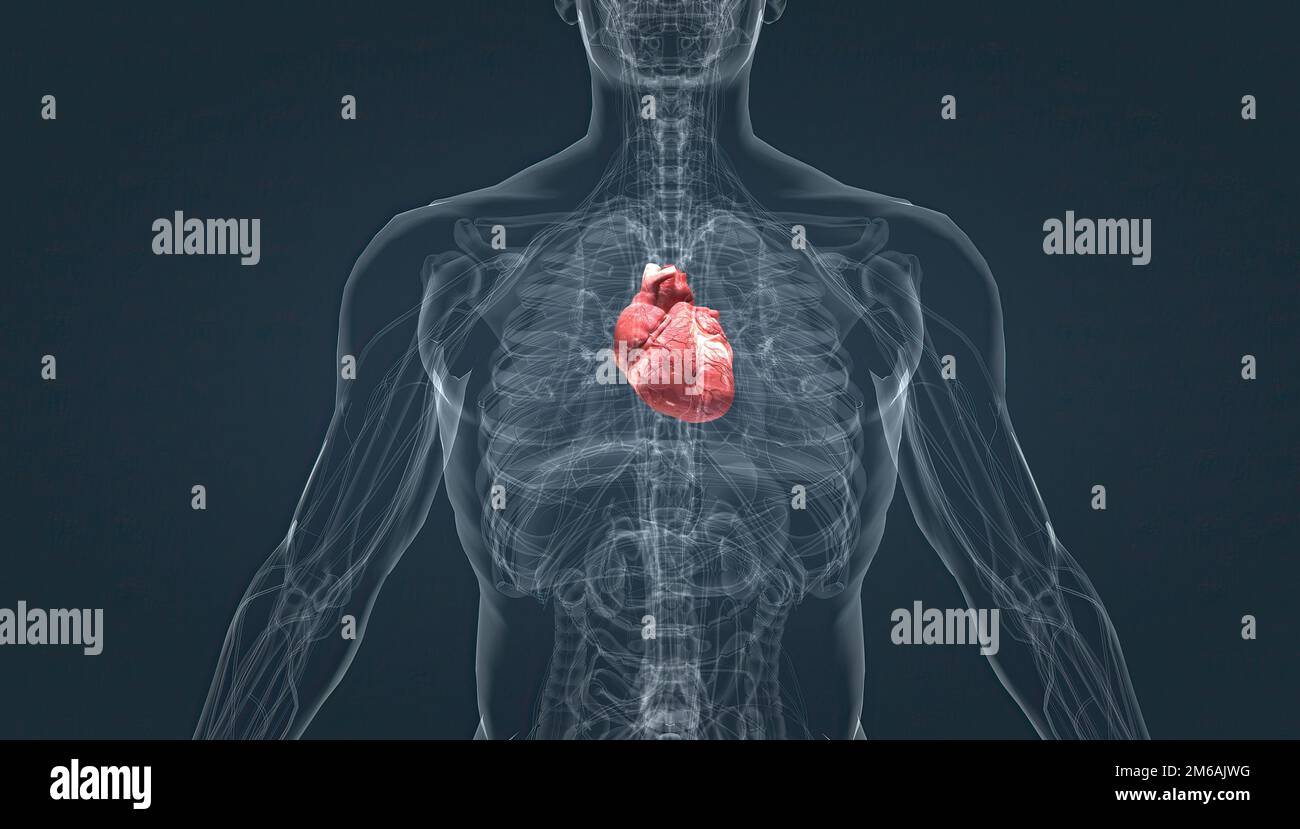 Heart pumps blood through the blood vessels of the circulatory system