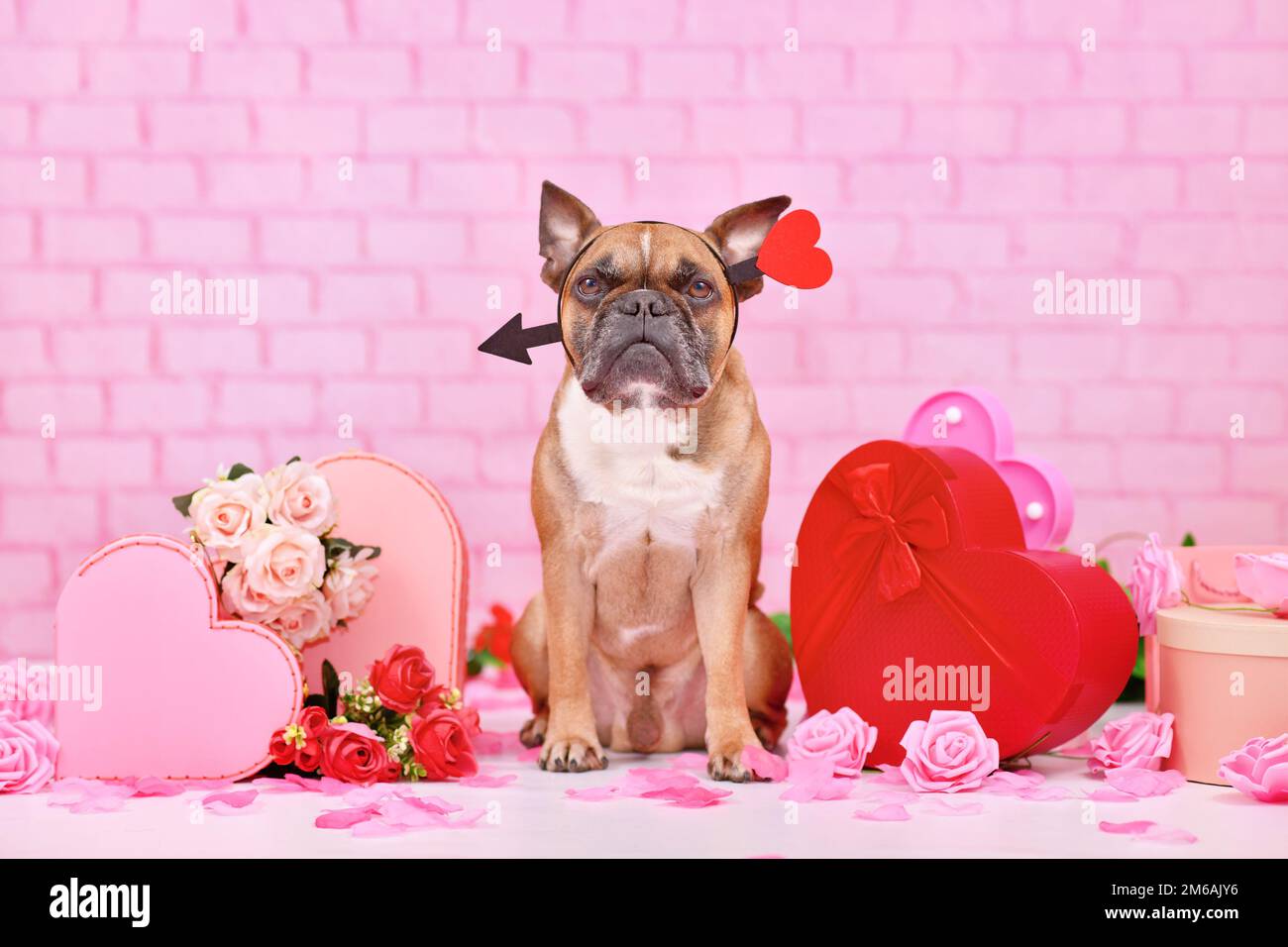 Cute Valentine's day dog. French Bulldog with  love arrow headbands surrounded by pink and red seasonal decoration like gift boxes and rose flowers Stock Photo