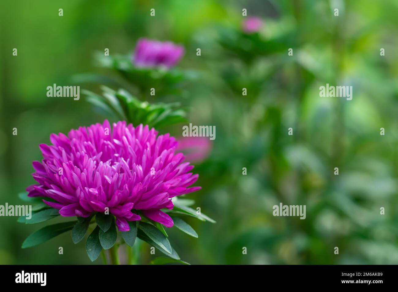Blooming aster of rich purple color in the garden. Aster Flowers. High quality photo. Stock Photo