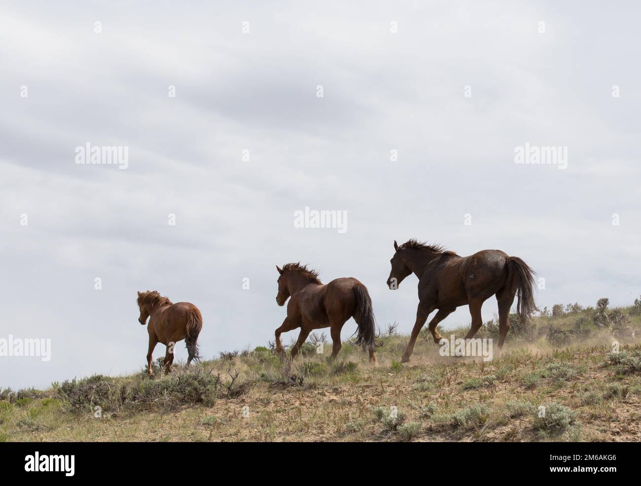 Three horses running along hillside. Stock Photo