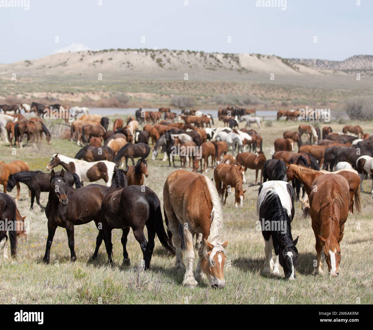Large herd of horses graze together in valley. Stock Photo