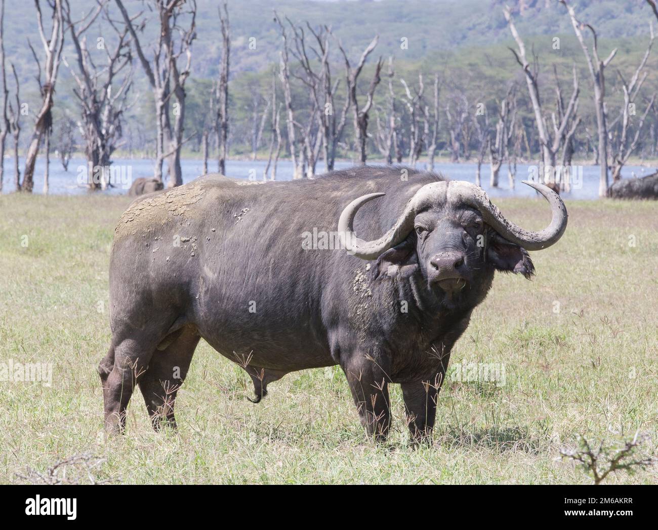 Single bull cape buffalo stands next to lake. Stock Photo