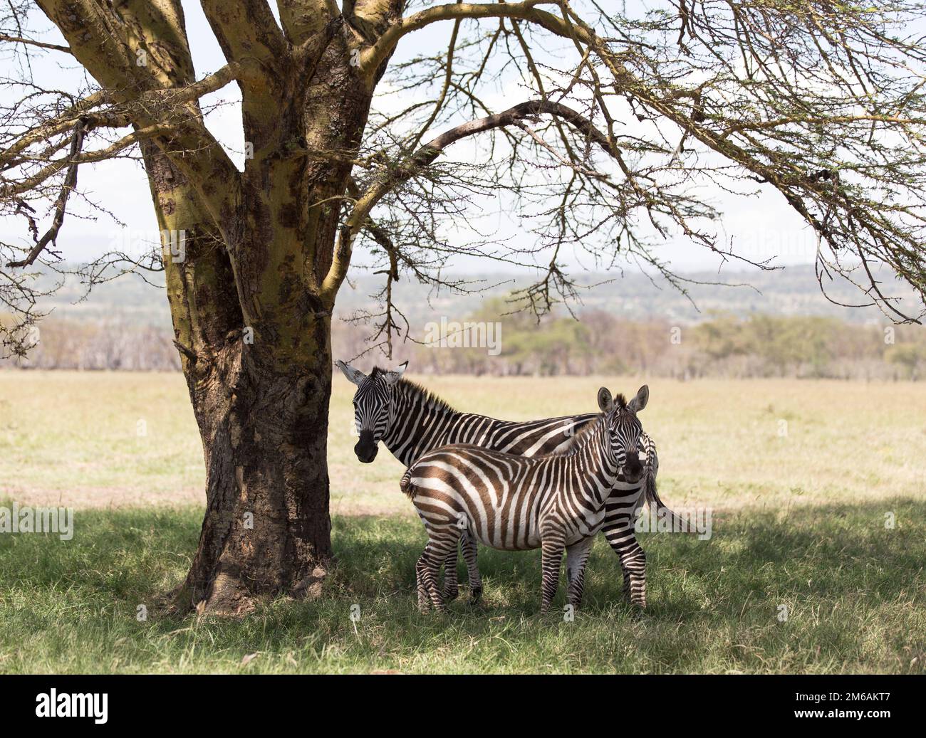 Two zebra stand under a tree in Kenya Stock Photo Alamy