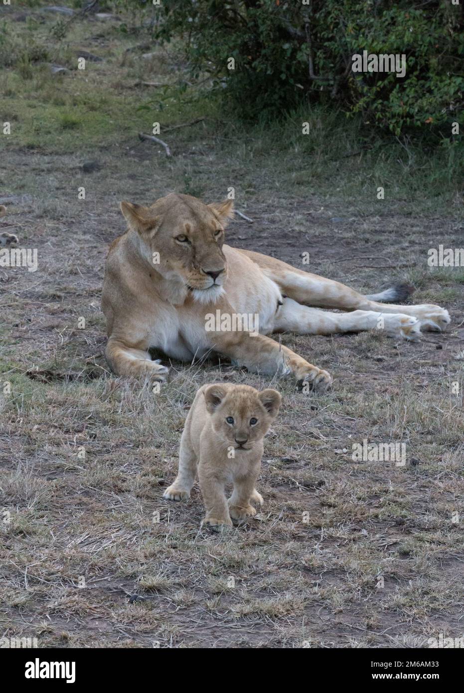 Tired mother lioness rests while her cub plays. Stock Photo