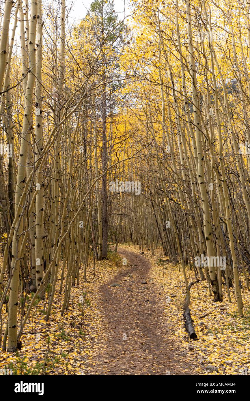 Leaf covered trail through an aspen grove. Stock Photo