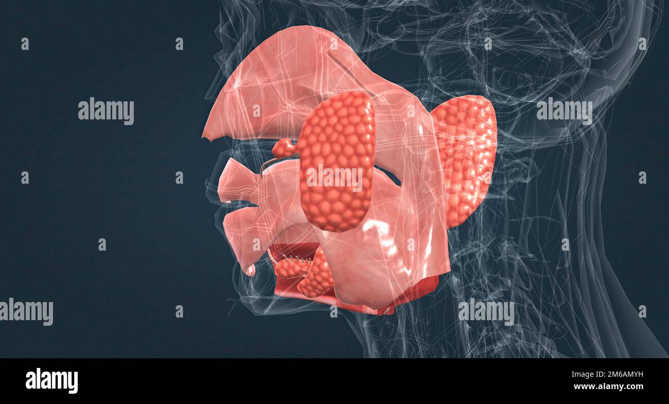 The nasal cavity is a large, airfilled space above and behind the nose