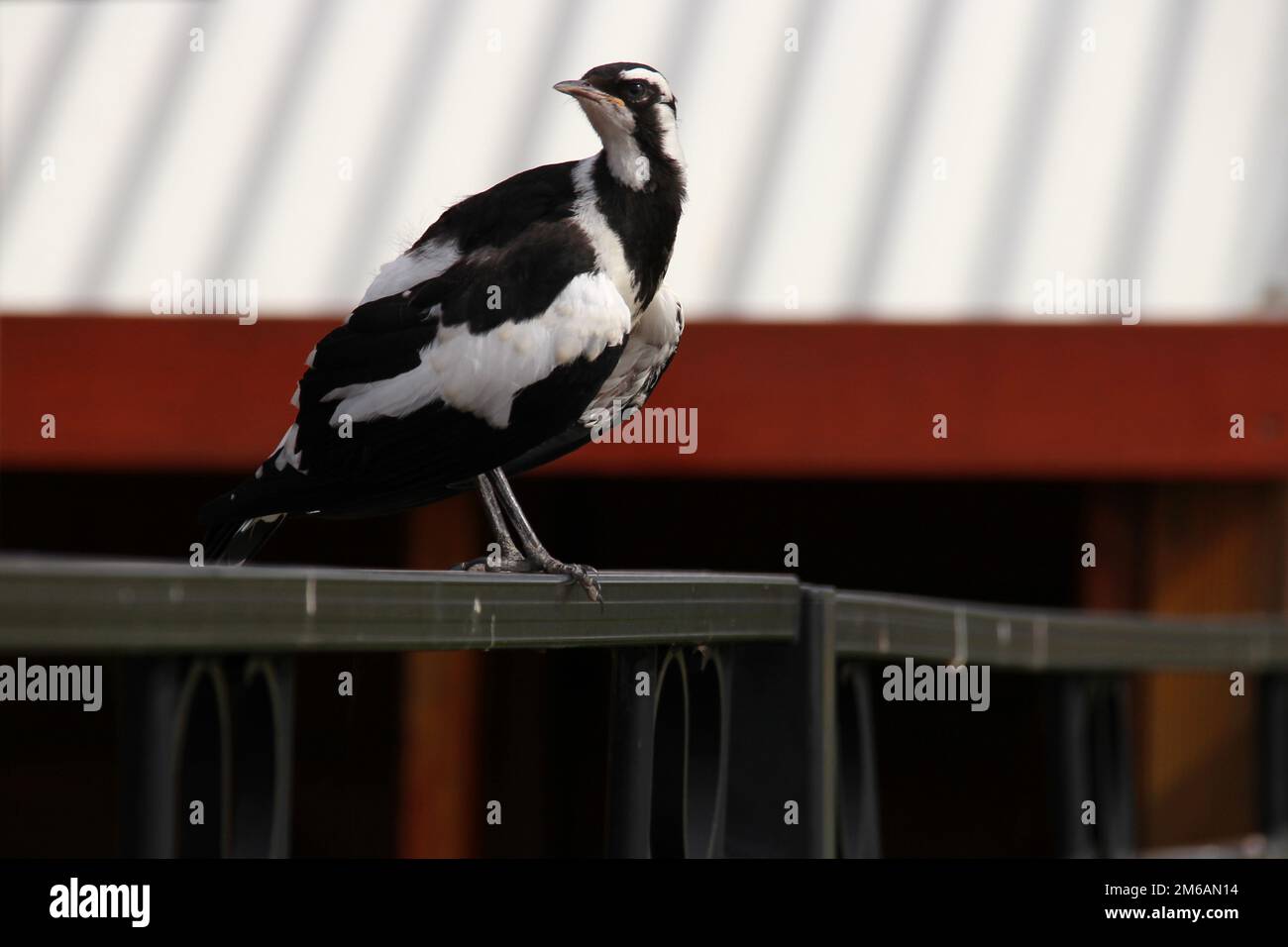 magpie in perth in australia Stock Photo - Alamy