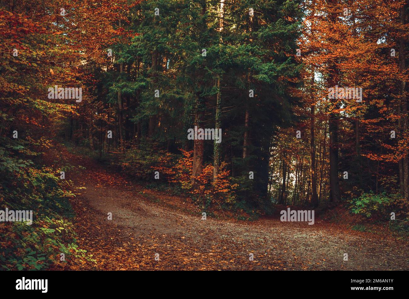 beautiful autumn colors in the forest Stock Photo - Alamy