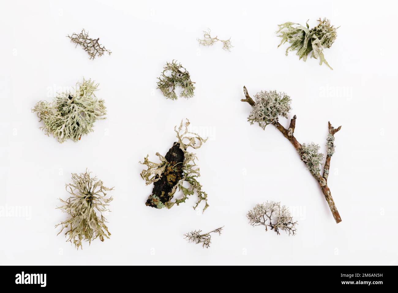 Set of fishnet lichen, Cladonia boryi, lichen on white background Stock Photo