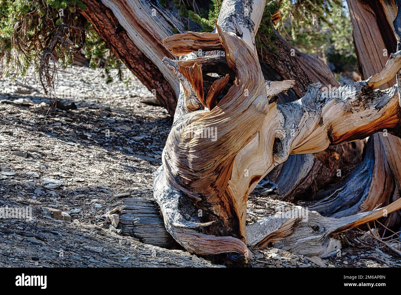Knotty great basin bristlecone pine (Pinus longaeva), ancient, weathered wood, coloured structures, Ancient Bristlecone Pine Forest protected area Stock Photo