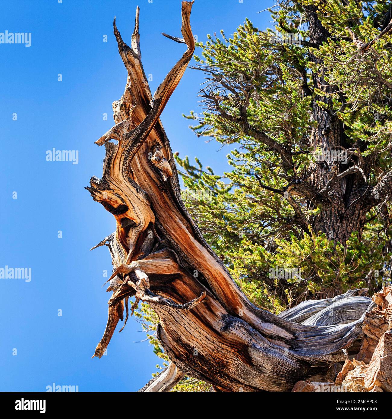 Gnarled tree trunk, weathered wood, coloured structures, great basin bristlecone pine (Pinus longaeva), protected area Ancient Bristlecone Pine Stock Photo