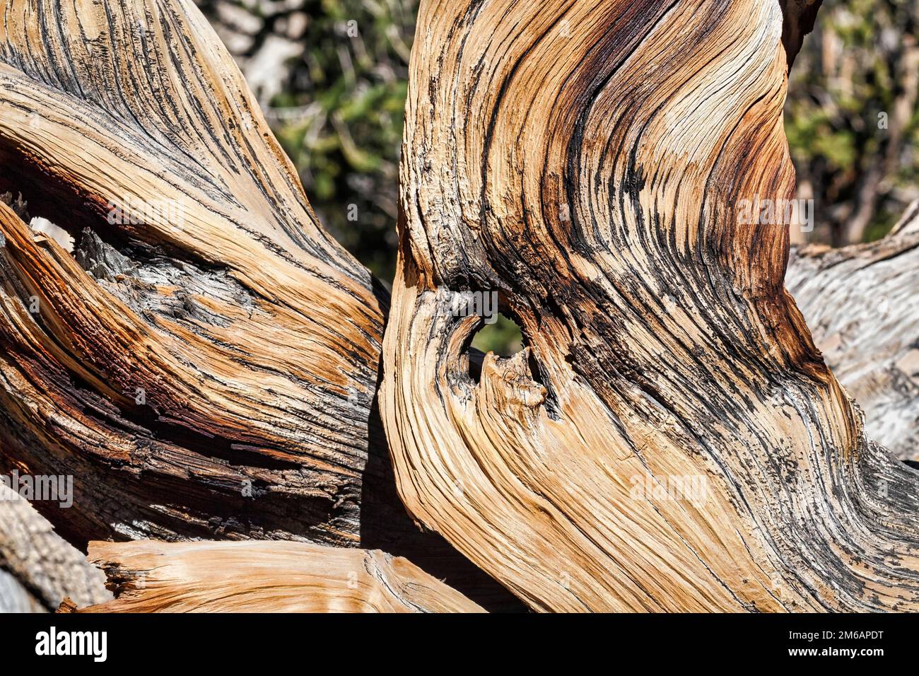 Gnarled tree trunk, weathered wood with hole, coloured structures, great basin bristlecone pine (Pinus longaeva), protected area Ancient Bristlecone Stock Photo