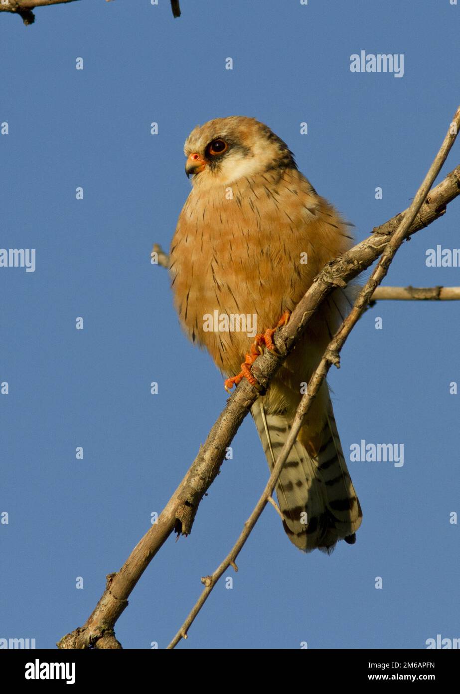 The female Red-footed falcon. Stock Photo