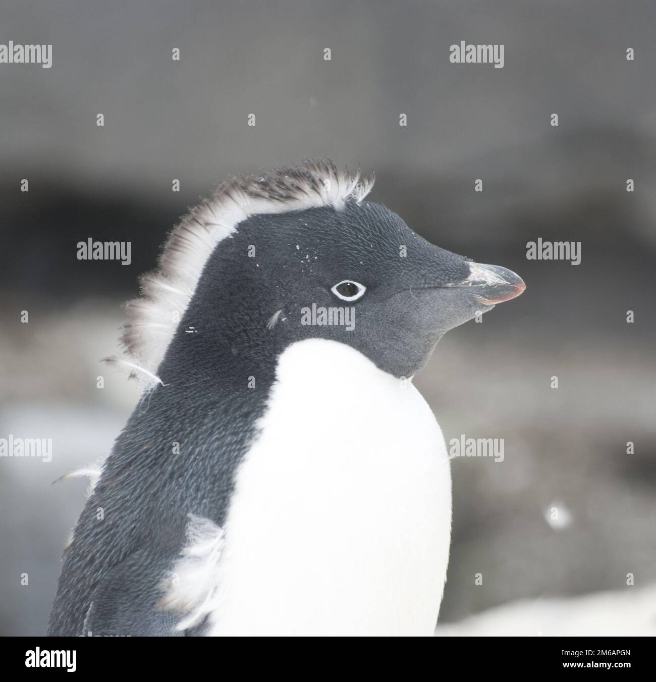 Adelie Penguin - mohawk (iroquois). Stock Photo