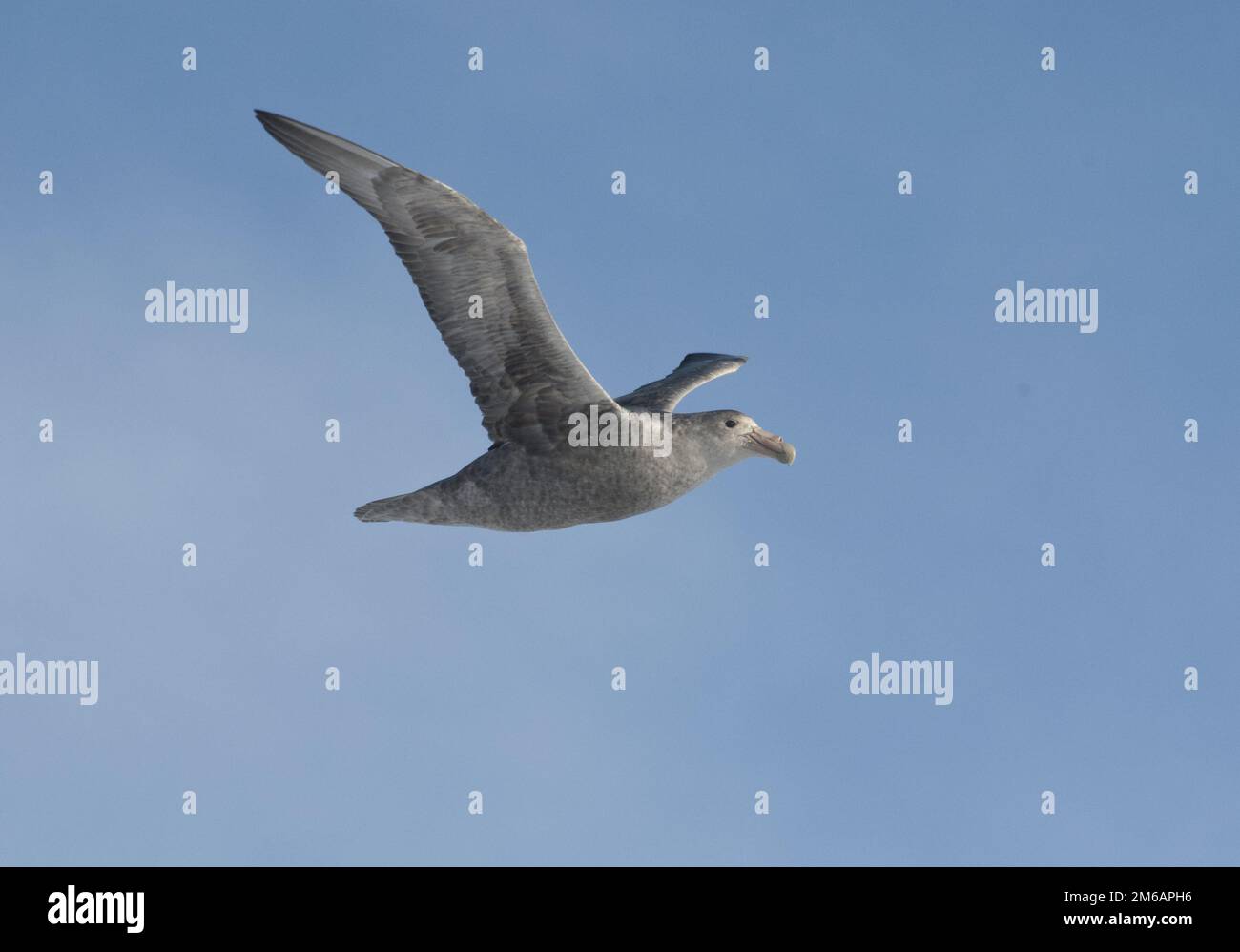 Southern giant petrel in flight in the Antarctica. Stock Photo