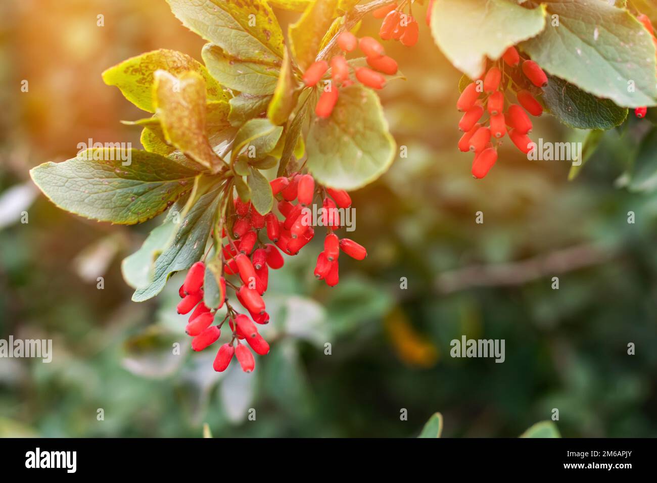 Barberry. Beautiful barberry in the garden. Berries of barberry. Photo background with barberry with fruits Stock Photo