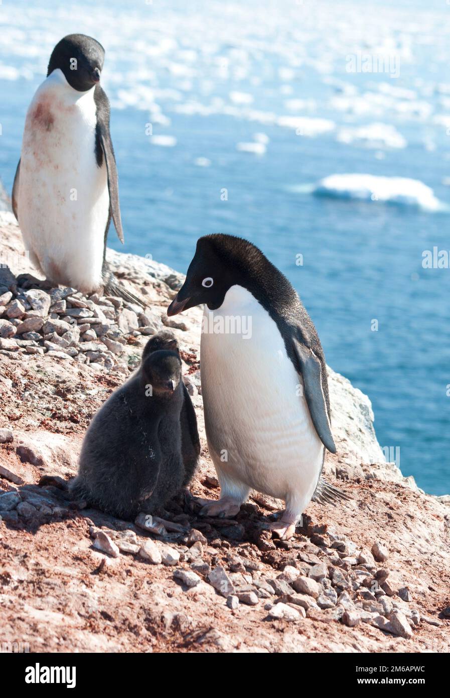 adelie-penguins-in-the-family-nest-stock-photo-alamy