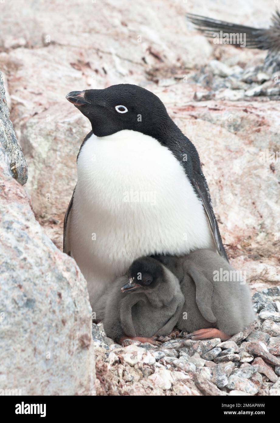 Family Adelie penguins. Stock Photo