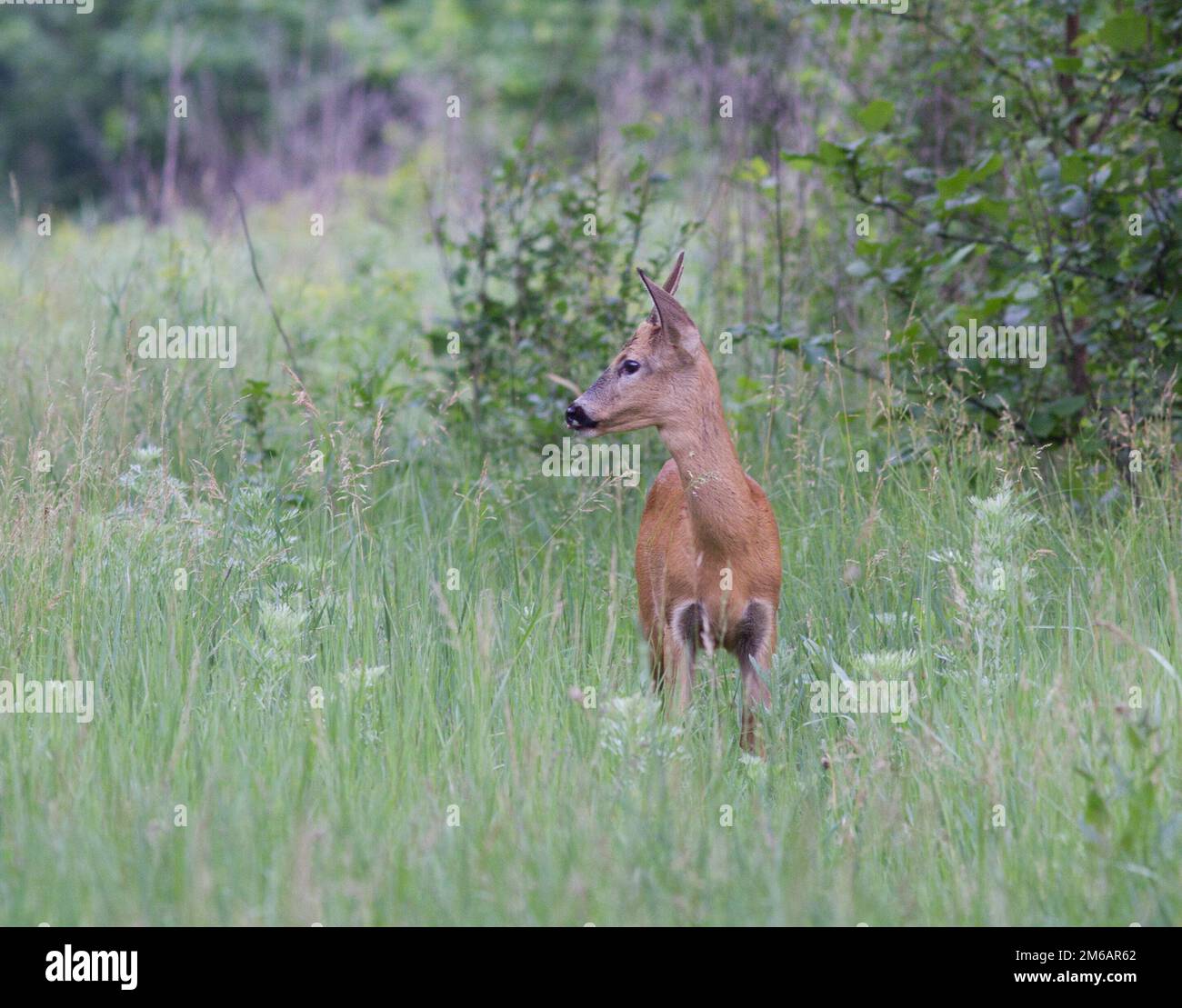 A young male deer. Stock Photo