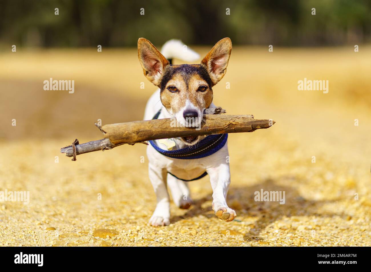 Small Jack Russell dog with a big stick in his mouth and playing with