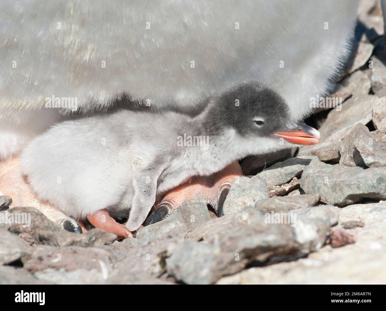 Gentoo penguin chick recently hatched. Stock Photo