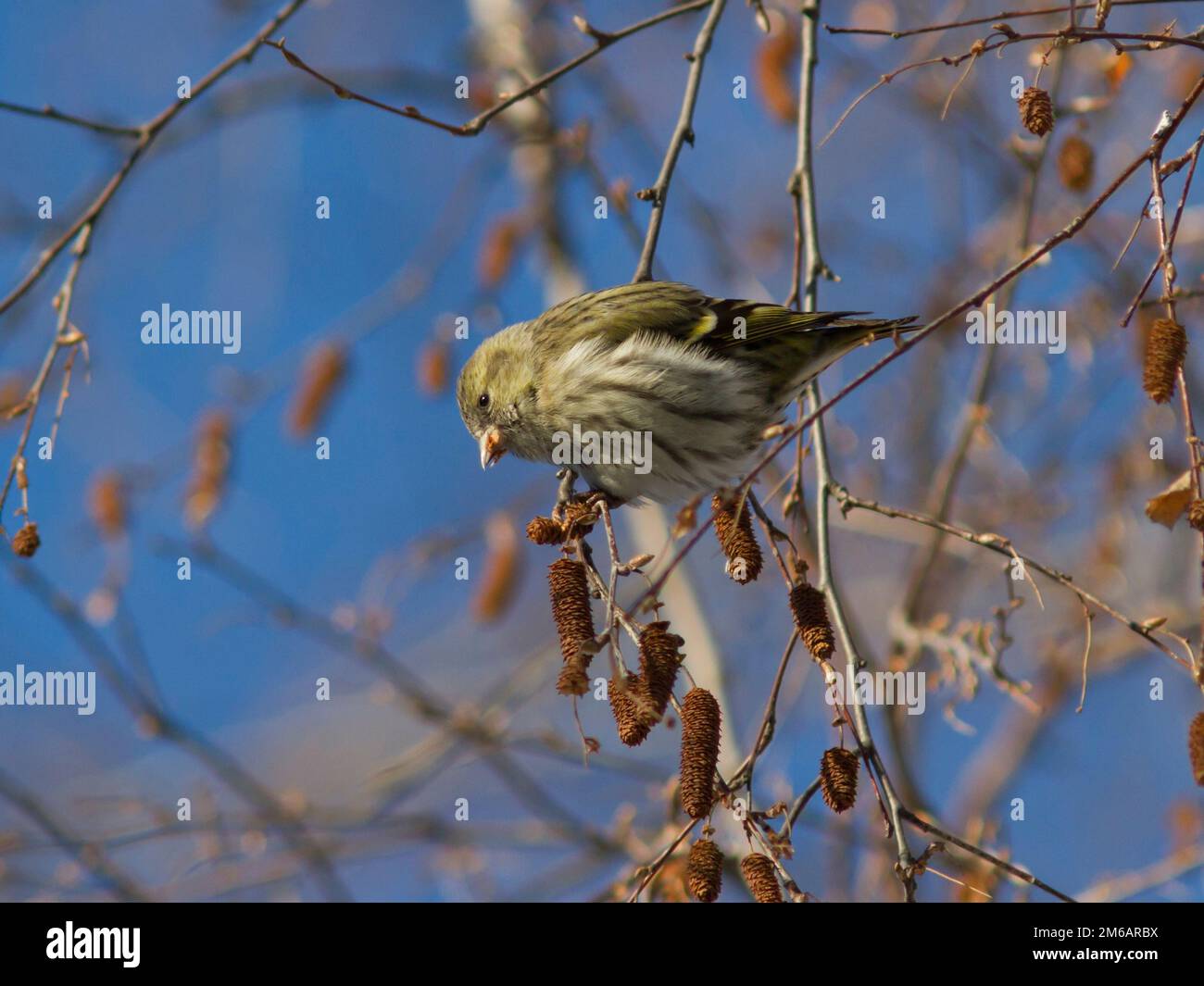 Female Eurasian Siskin fed seeds on a branch of birch in winter. Stock Photo