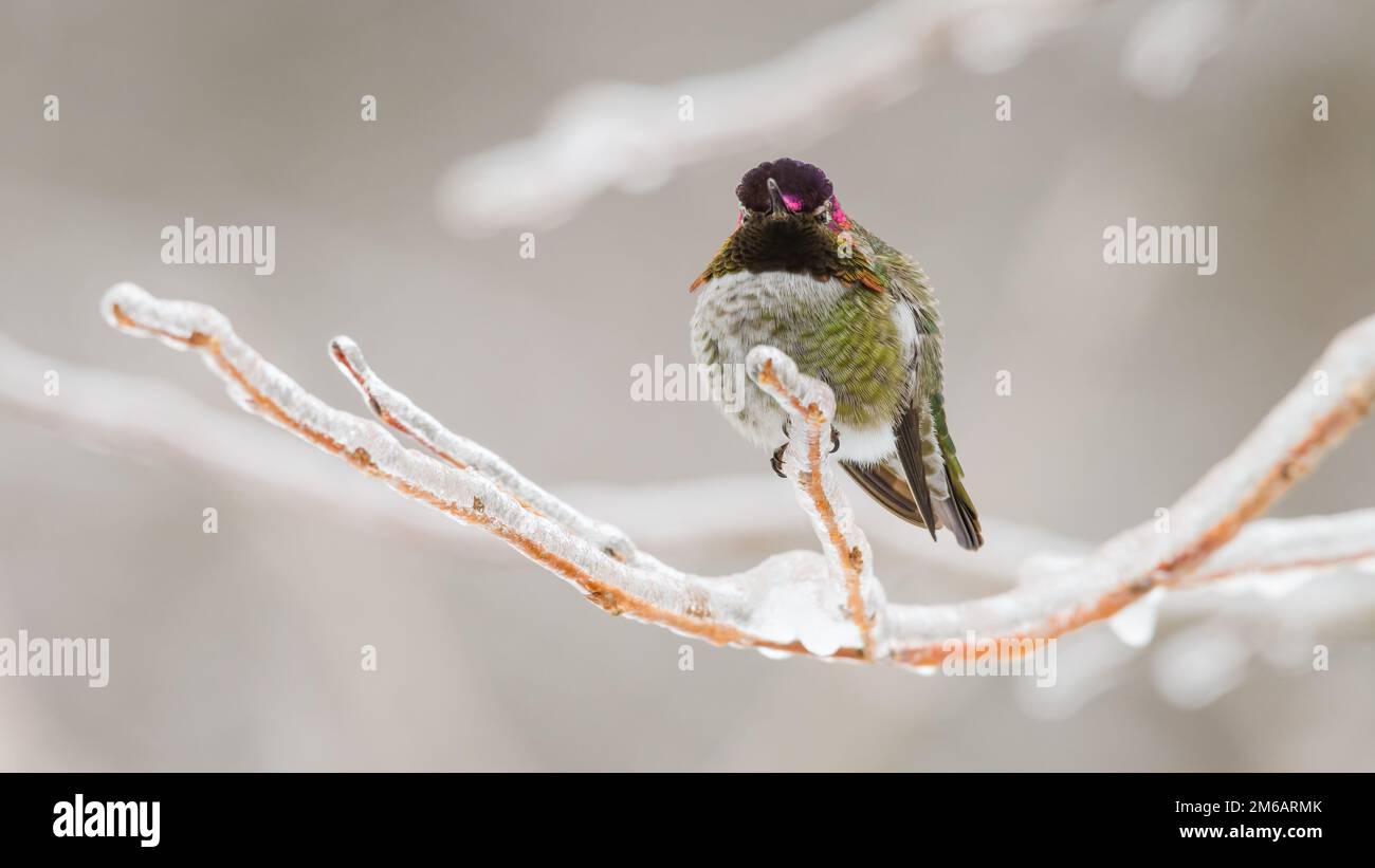 Green annas hummingbird watching on an ice coated twig in winter with feather puffed out Stock Photo