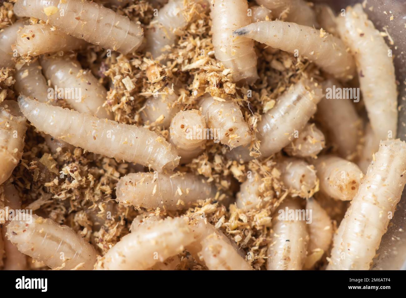 Macro maggots in a container, fish bait fishing Stock Photo