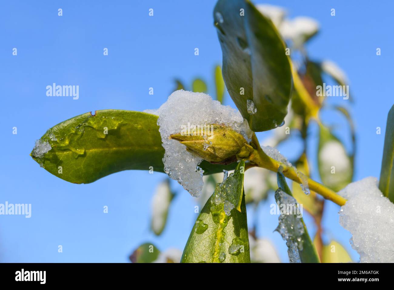 Rhododendron in wintertime with ice crystals on the bud and green leaves in closeup Stock Photo